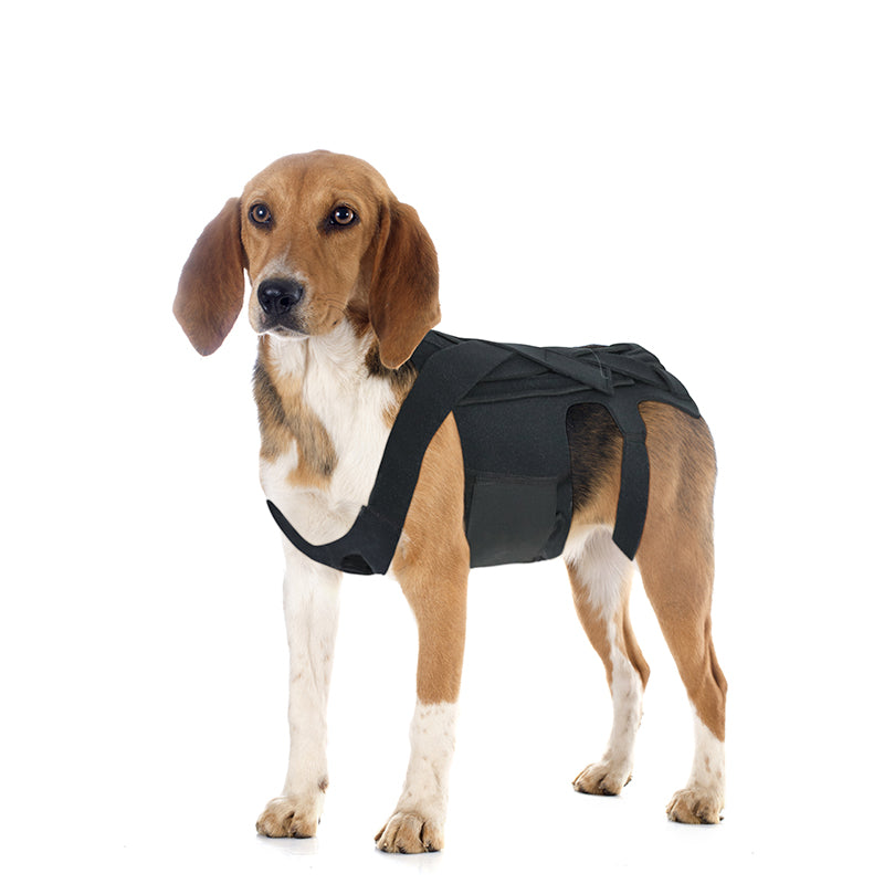 Soporte ortopédico para perros con IVDD, artritis y recuperación